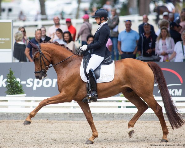 stallion Earl of Nymphenburg 3 (Westphalian, 2016, from Escolar)