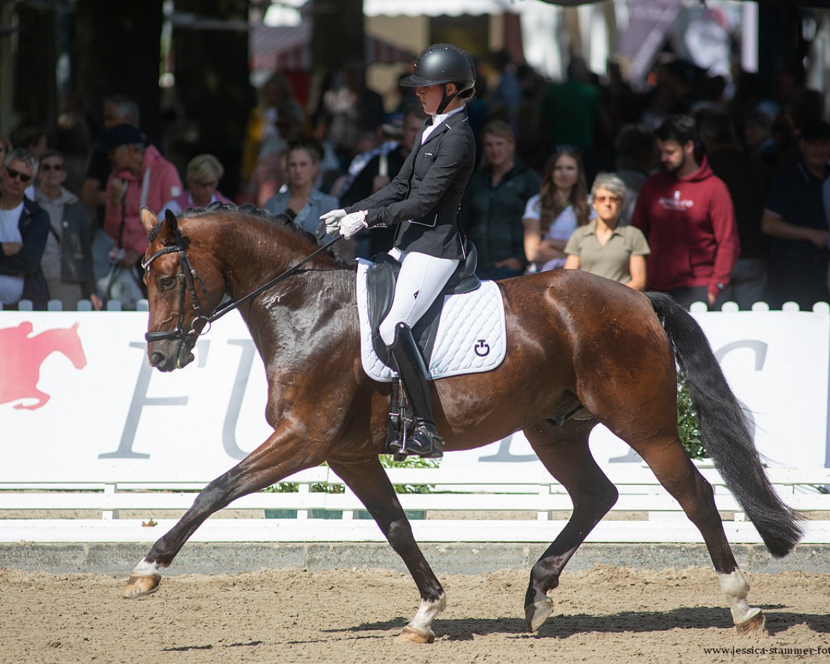 dressage horse Grand Petit de Carree (Oldenburg, 2016, from Grey Flanell)