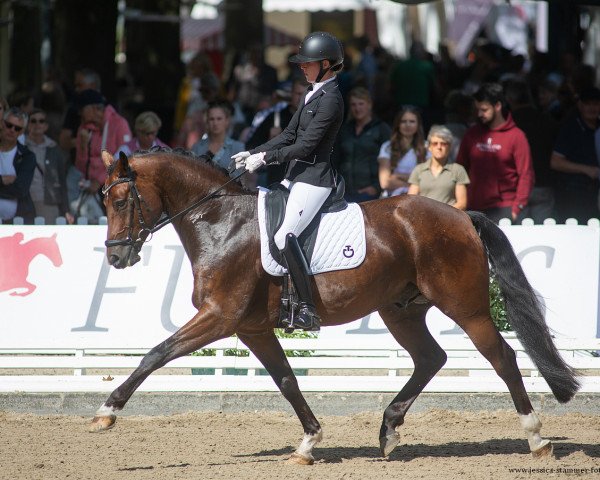 Dressurpferd Grand Petit de Carree (Oldenburger, 2016, von Grey Flanell)