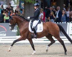 Deckhengst Johny Johnson (Deutsches Sportpferd, 2016, von Glock's Johnson Tn)