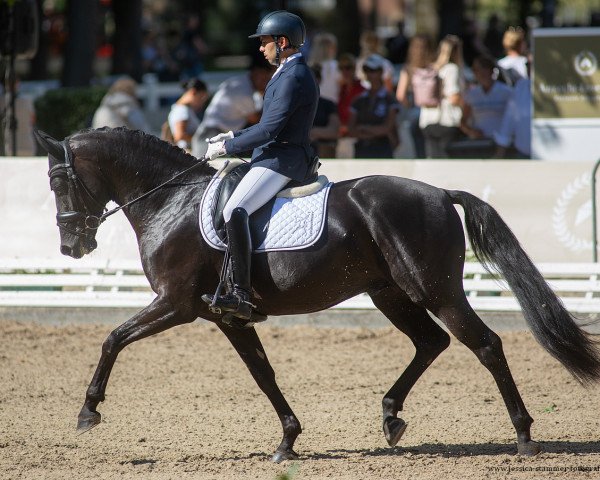 stallion Fürst Knight Edi (Westphalian, 2016, from Fürstenball)