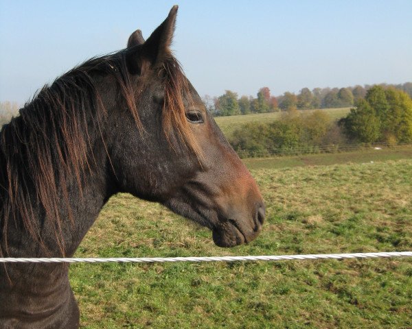 horse Regnator (Württemberger, 2009, from Riccione)