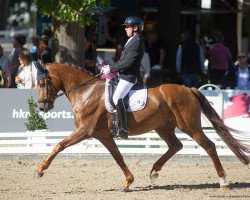 dressage horse Escolino 4 (Westphalian, 2016, from Escolar)