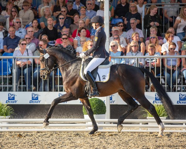 stallion Descartes (German Sport Horse, 2019, from Durello)