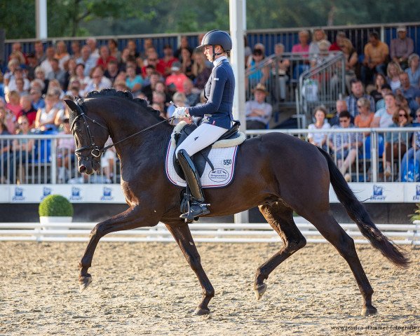stallion Glamdale WP NRW (Westphalian, 2019, from Glamourdale)