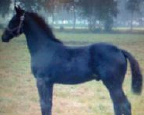 dressage horse Shirokko (German Warmblood, 2008, from Samaii)