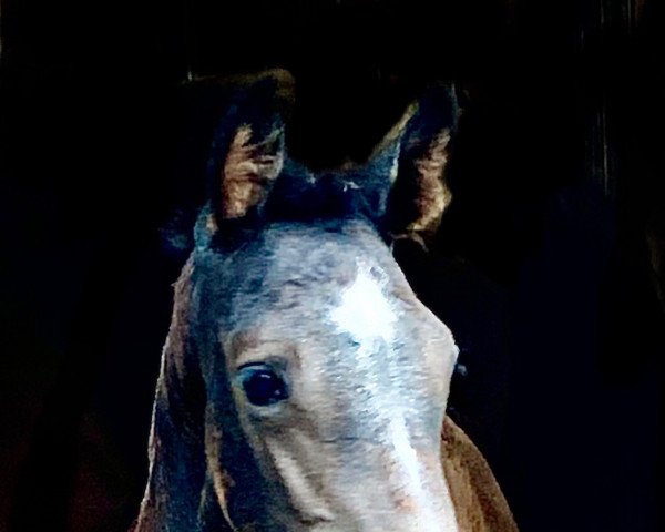 broodmare Chickimicki B (Holsteiner, 2021, from Colman)