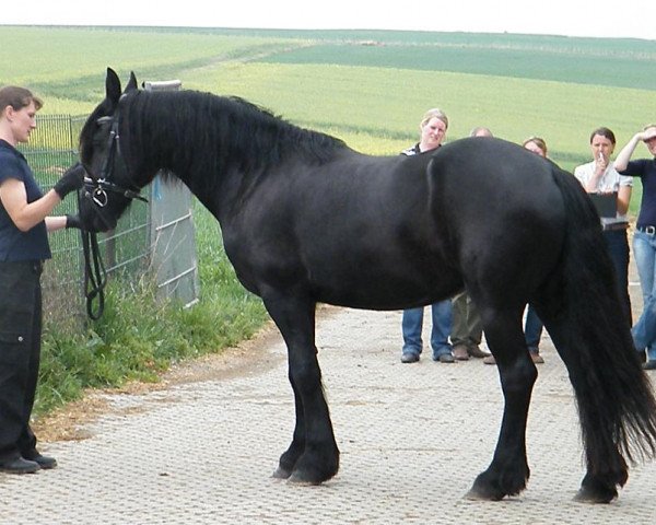 Zuchtstute Doekeltje fan de Gagelleane (Friese, 2001, von Doeke 287)