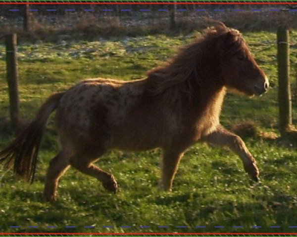 Zuchtstute Tabu (Rheinländer, 2007, von Two Spot v. d. Immetjeshoeve) Zuchtstute Tabu (Rheinländer, 2007, von Two Spot v. d. Immetjeshoeve)