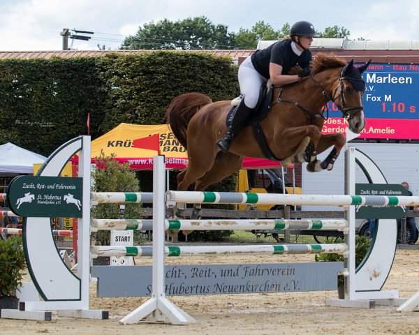 jumper Cordy Fox M (Westphalian, 2016, from Cordynox)