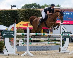 jumper Cordy Fox M (Westphalian, 2016, from Cordynox)