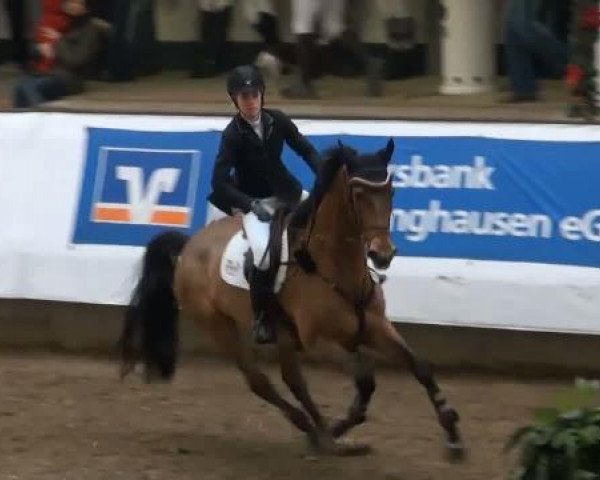 jumper Wednesday 34 (KWPN (Royal Dutch Sporthorse), 2003, from Placido)