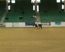 horse Cielo Hot Smokin (Quarter Horse, 2001)