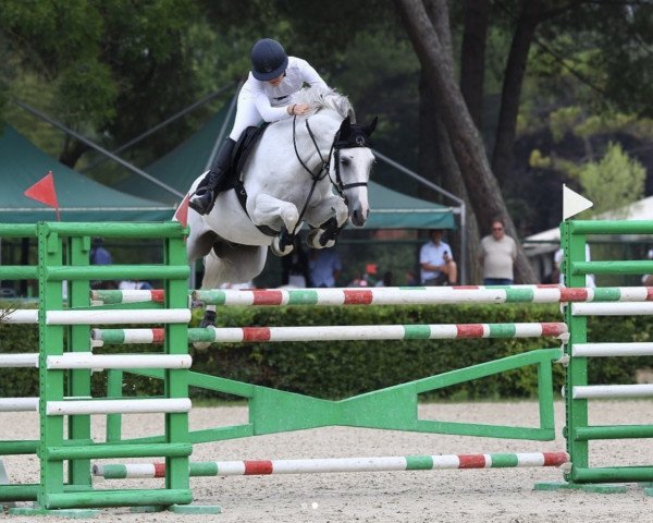 Springpferd Mistral vd Kakebeek (Belgisches Warmblut, 2012, von Zilverstar T)