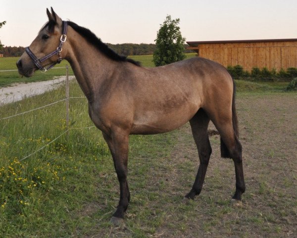 broodmare Chicca (Lusitano, 2009)
