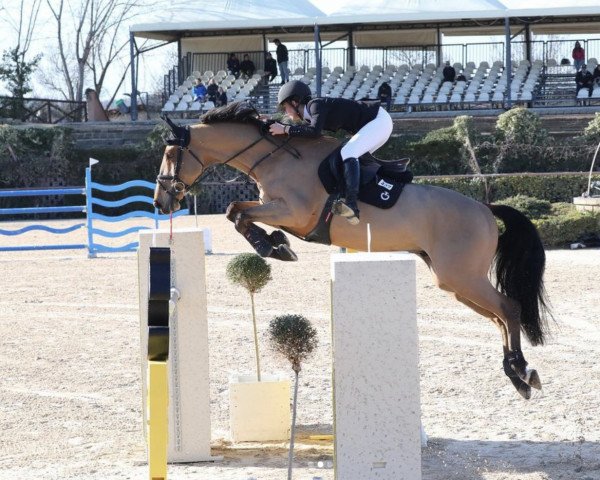jumper Hellas (KWPN (Royal Dutch Sporthorse), 2012, from Inshallah de Muze)