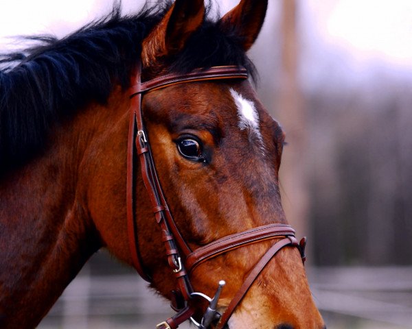jumper Coriano Dream (German Warmblood, 2002, from Claudio's Son)