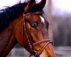 Springpferd Coriano Dream (Deutsches Reitpferd, 2002, von Claudio's Son)