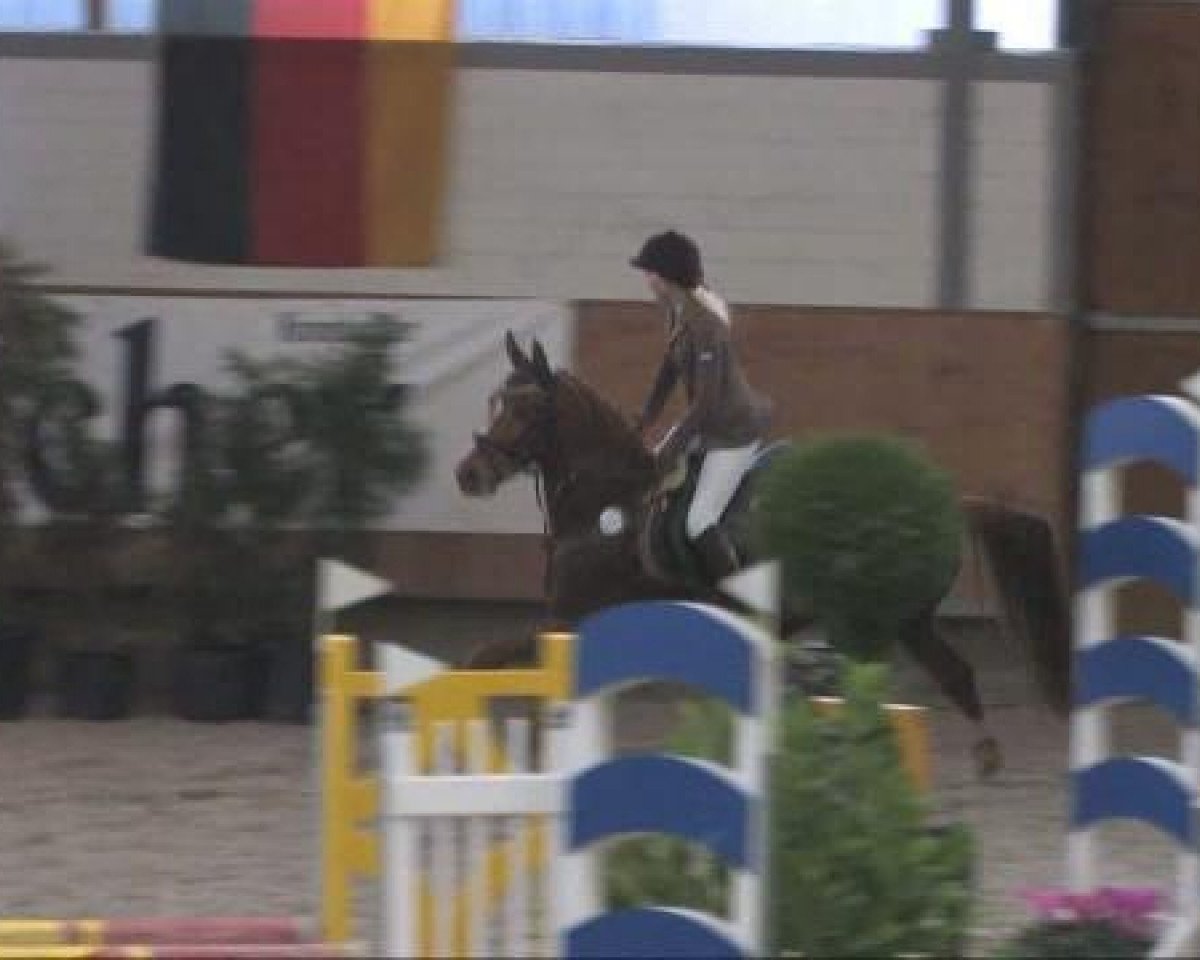 jumper Valerie (German Riding Pony, 2001, from Veto)
