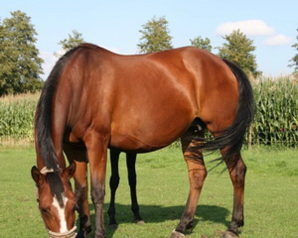 broodmare Domina (German Riding Pony, 1995, from Durello)