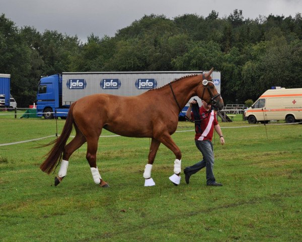 broodmare Really Joyable DF (Westphalian, 2007, from Riccio)
