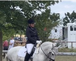 dressage horse Salida del Sol 28 (unknown, 2013)