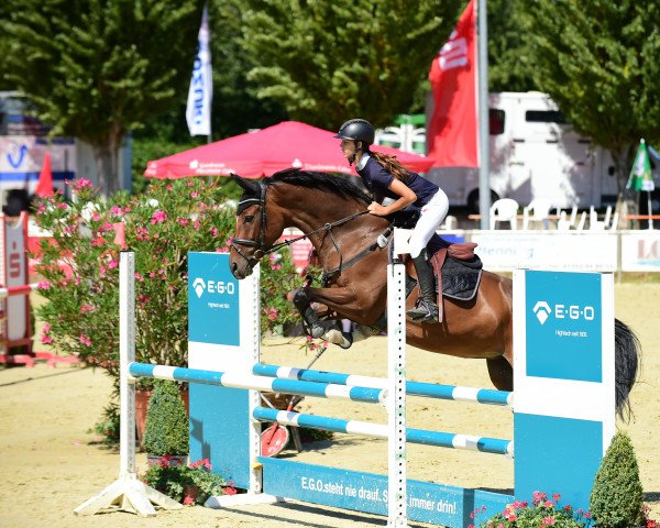 jumper Caramia Dls (Oldenburg show jumper, 2017, from DSP Con Spirit)