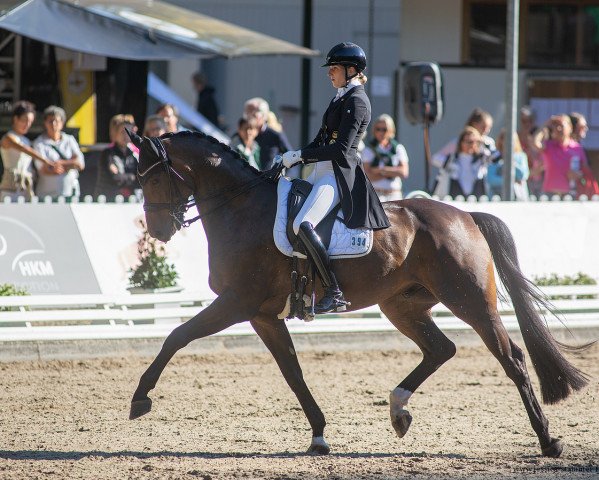 dressage horse Dos Amigos (Oldenburg, 2015, from Dimaggio)