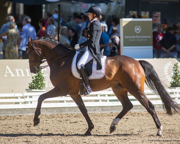 dressage horse Eleventy (Hanoverian, 2015, from Edward 28)