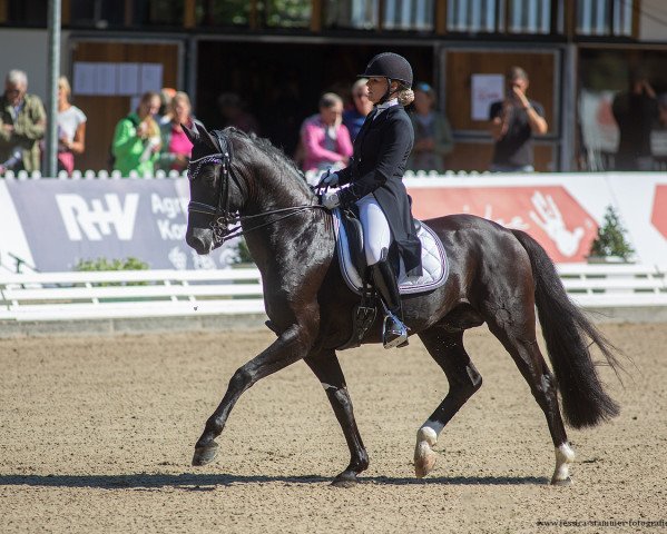 Dressurpferd For Diamonds Royal (Oldenburger, 2015, von For Romance I)