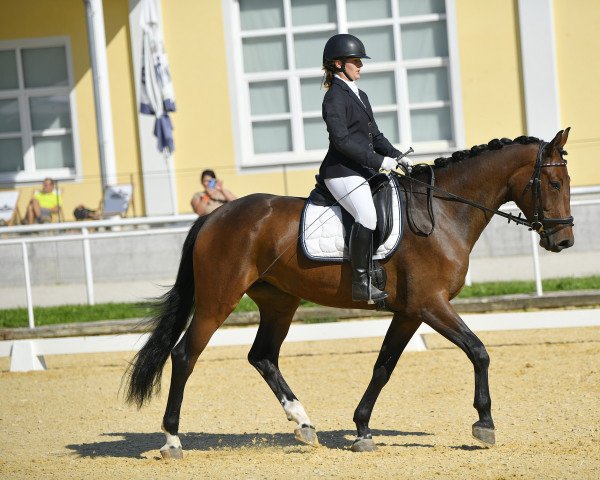 broodmare Bellina (Hanoverian, 2017, from Belissimo NRW)