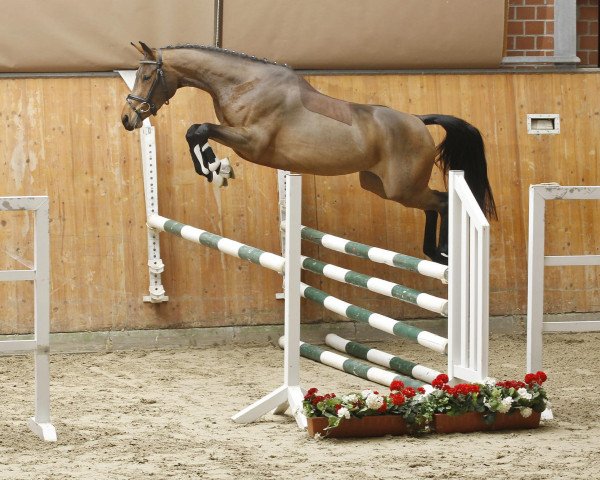 Springpferd Larima (Oldenburger Springpferd, 2008, von Lancado)