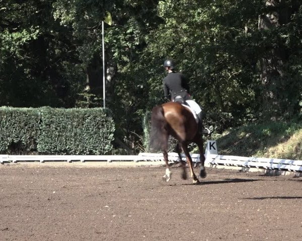 Reitturnier Hamburg-Bergstedt 2022