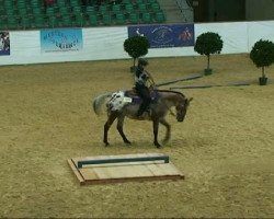 dressage horse Spotty's Lil Cisko (unknown,  )