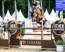 stallion Casalou PS OLD (Oldenburg show jumper, 2016, from Casallco)