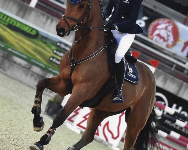 jumper CONTEROS K (Oldenburg, 2013, from Contendros 2)