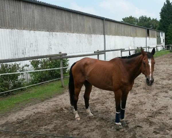 horse Landwein 3 (Oldenburg, 1996, from Landsieger I)