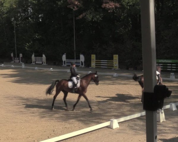 Reitturnier Köln-Flittard 2022