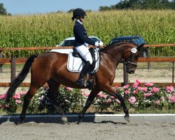 Zuchtstute Finia Rose (Hannoveraner, 2015, von Finest)