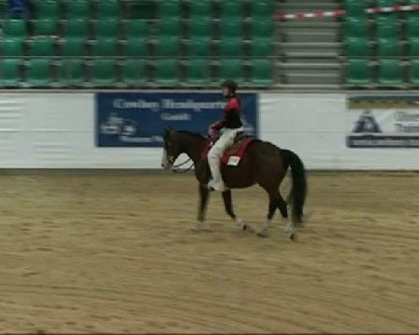Stallion Baybe (Quarter Horse, 2004, from The Sharp Shooter)