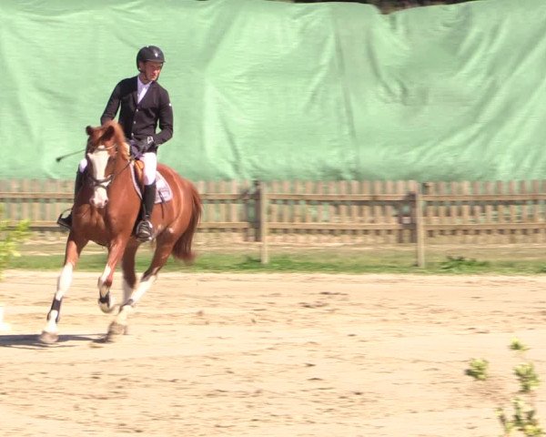 Reitturnier Schülp / Rendsburg 2022