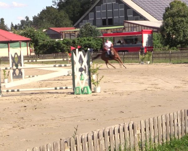 Reitturnier Schülp / Rendsburg 2022
