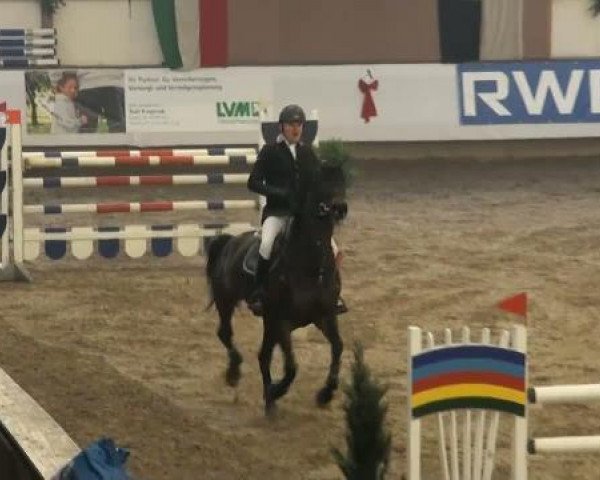 broodmare Samira 245 (Sachse, 2002, from Accusé)