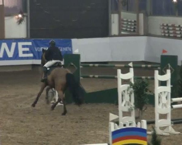 jumper Caju 3 (Holsteiner, 2000, from Carolus I)