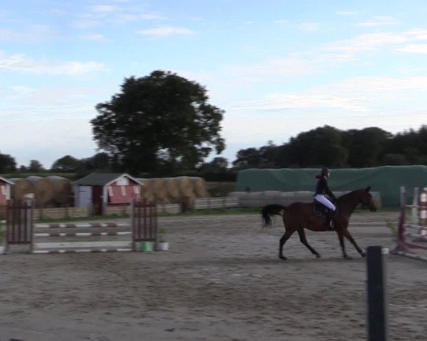 Reitturnier Schülp / Rendsburg 2022