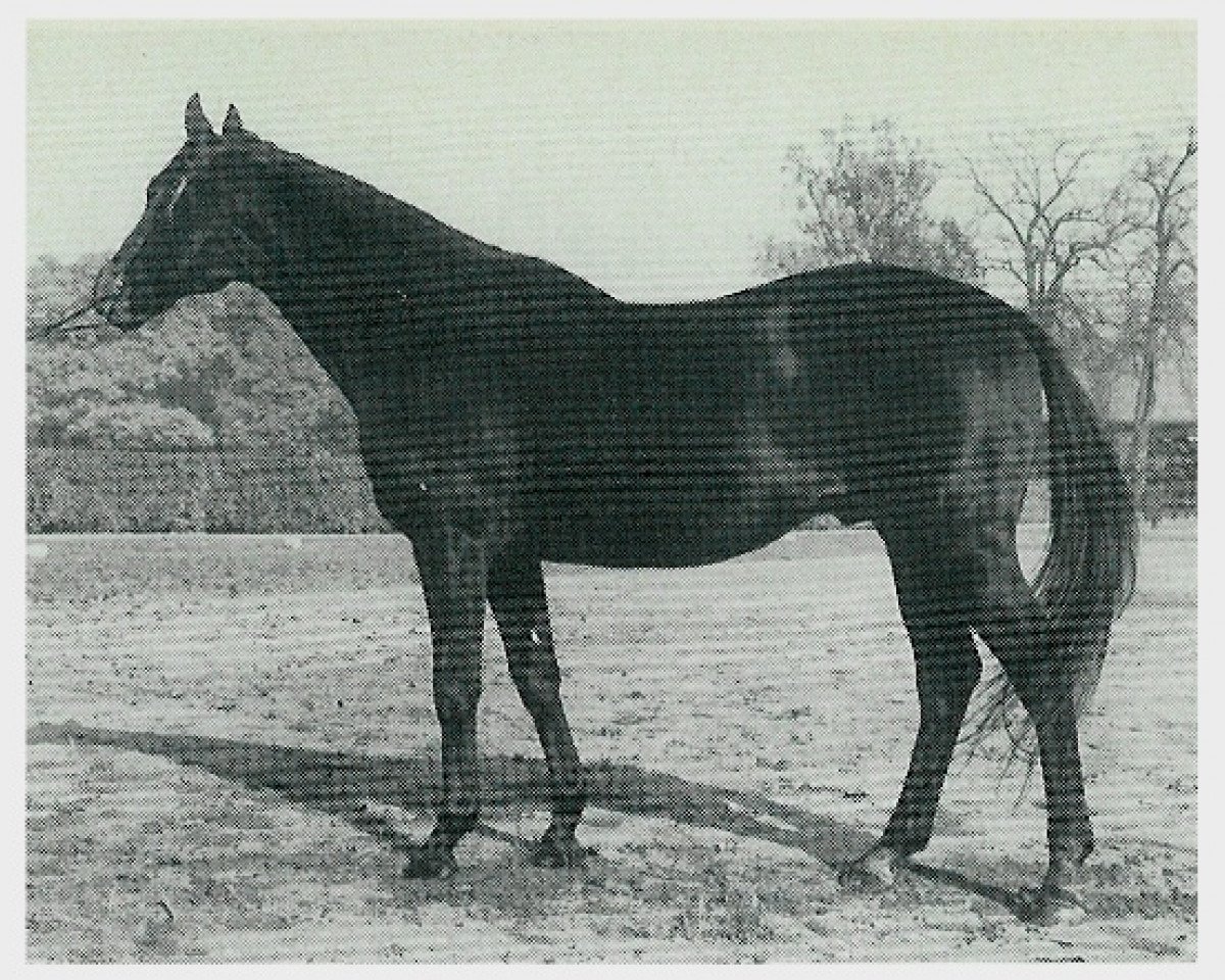 Deckhengst Sudan xx (Englisches Vollblut, 1959, von Nizam xx)