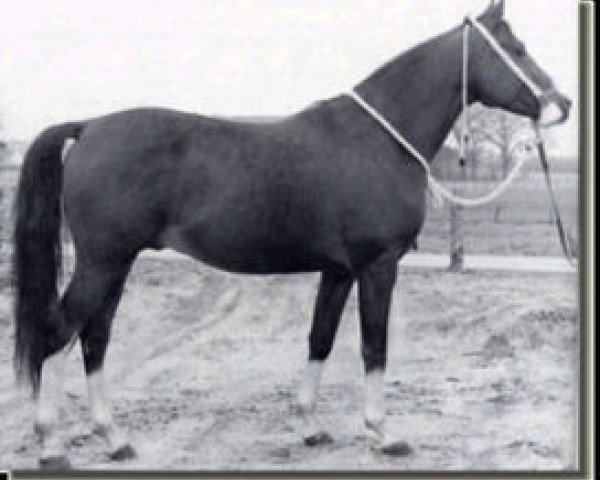 Deckhengst Nalet 1967 ox (Vollblutaraber, 1967, von Arax 1952 ox)