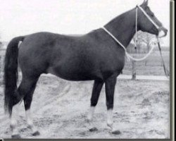 stallion Nalet 1967 ox (Arabian purebred, 1967, from Arax 1952 ox)