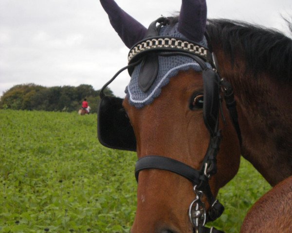 Pferd Pepsi (Westfale, 2003, von Promotion)