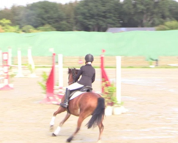 Reitturnier Schülp / Rendsburg 2022